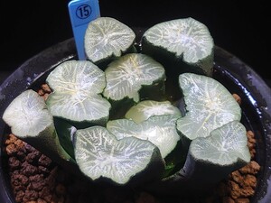 ハオルチア☆万象ラベル落ち☆Haworthia