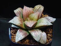 ハオルチア☆Jennyジェニー☆Haworthia_画像5