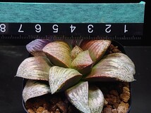 ハオルチア☆Jennyジェニー☆Haworthia_画像6