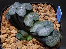 ハオルチア☆太白線美窓クラサST-10☆Haworthia_画像3