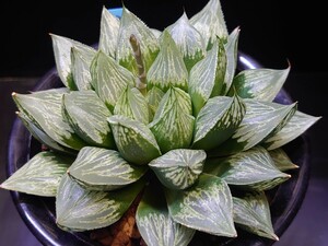 ハオルチア☆グリーンウッディＡ☆Haworthia