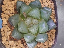 ハオルチア☆ブラック水晶オブツーサ☆Haworthia_画像7