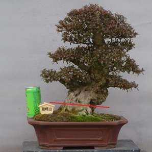 【趣味のさつき】古花の人気品種の太物 「如峰山」 樹高 37㎝ 幹回り 35㎝ 皐月盆栽  の画像1