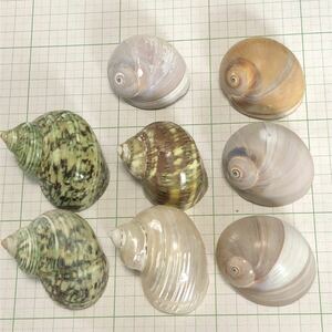 オカヤドカリ宿貝向け 巻貝９個（多分ミドリサザエ磨きｘ２、キングチサザエ磨き、リュウテンサザエ、ツメタガイｘ４）貝殻、巻き貝