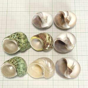 オカヤドカリ宿貝向け 巻貝９個（多分ミドリサザエ磨きｘ２、キングチサザエ磨き、リュウテンサザエ、ツメタガイｘ４）貝殻、巻き貝の画像2