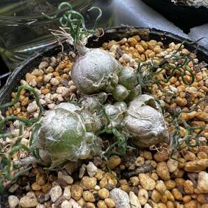 Ornithogalum Tortuosum オーニソガラム トルツオスム 抜き苗 ケープバルブ 塊根植物 多肉植物の画像2