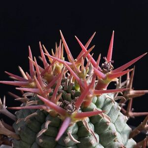 σ ユーフォルビア ステリスピナ 群星冠 [♀メス株] 3号(極珍品) Euphorbia stellispina 1枚目参考画像 多肉植物 サボテン オベサ ホリダ