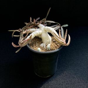 σ ユーフォルビア フランコイシー 実生 2.5号盆栽 Euphorbia francoisii 多肉植物 サボテン コピアポア パキポディウム