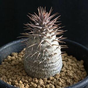 σ パキポディウム グラキリス (象牙宮) 実生 2.5号 Pachypodium rosulatum var. gracilius 多肉植物 サボテン ロスラツム コピアポア 