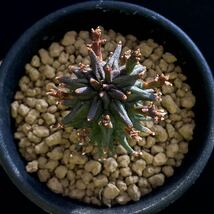 σ ユーフォルビア ファシクラータ 歓喜天 実生 2.5号(極珍品) Euphorbia fasciculata 多肉植物 サボテン パキポディウム コピアポア ._画像5