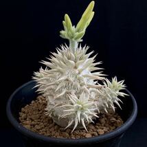 σ パキポディウム 白花 エブレネウム 実生 3号分岐株 Pachypodium eburneum 多肉植物 サボテン グラキリス ユーフォルビア コピアポア_画像5