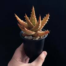 σ アロエ メラナカンサ (唐錦) 実生選抜 2.5号 Aloe melanacantha 多肉植物 サボテン ユーフォルビア コピアポア ハオルチア_画像7