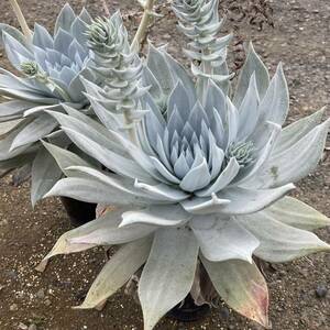 σ ダドレア ブリトニー 仙女盃 実生寄せ植え 4.5号 1枚目参考画像 Dudleya brittonii 多肉植物 サボテン ダドレヤ エケベリア クラッスラ