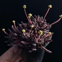 σ クラッスラ プベッセンス 2.5号 Crassula pubescens [水曜終了] 多肉植物 サボテン プベスケンス エケベリア セダム パキポディウム _画像6