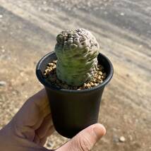 σ ラリレアキア カクティフォルメ 仏頭玉 2.5号 Larryleachia cactiformis 多肉植物 サボテン ガガイモ ユーフォルビア コピアポア_画像8