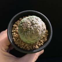 σ ラリレアキア カクティフォルメ 仏頭玉 2.5号 Larryleachia cactiformis 多肉植物 サボテン ガガイモ ユーフォルビア コピアポア_画像4