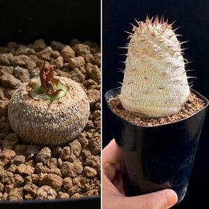 σ ユーフォルビア サピニー 実生 2.5号(珍品) Euphorbia sapinii 多肉植物 サボテン オベサ ホリダ パキポディイウム コピアポア