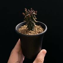 σ ユーフォルビア ファシクラータ 歓喜天 実生 2.5号(極珍品) Euphorbia fasciculata 多肉植物 サボテン パキポディウム コピアポア ._画像8