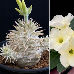 σ パキポディウム 白花 エブレネウム 実生 3号分岐株 Pachypodium eburneum 多肉植物 サボテン グラキリス ユーフォルビア コピアポアの画像1