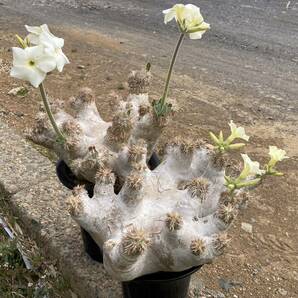 σ パキポディウム 白花 エブレネウム 実生 3号分岐株 Pachypodium eburneum 多肉植物 サボテン グラキリス ユーフォルビア コピアポアの画像10