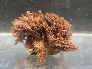 お試し天然海藻　ピンク・赤系　1点物　岩付　約5㎝前後　微生物の住処　魚の隠れ家　餌　レイアアウト等々　海水魚用の海藻　マリンリウム