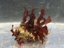 お試し天然海藻　紅・赤系　1点物　岩付　約5㎝前後　微生物の住処　魚の隠れ家　餌　レイアアウト等々　海水魚用の海藻　マリンリウム_画像1