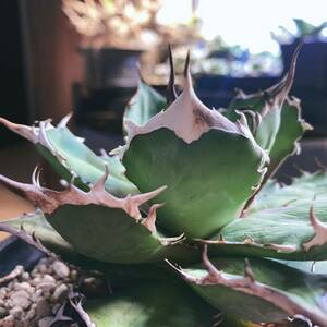 アガベ チタノタ 赤鬼 レッドゴースト/Agave 観葉植物 多肉植物 リュウゼツラン ハデス 赤猫 白鯨 黒鯨 ブラックアンドブルー イラン 台湾