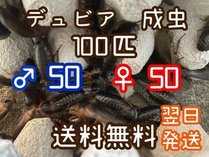 デュビア　成虫　100匹　♂50 ♀50 　死着保証＋10% 爬虫類　アロワナ　エサ