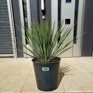 23** yucca Lost la-ta***** symbol tree garden tree ** potted plant **