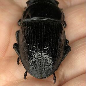 セブンオークス北峰 ホペイ 張飛 71ミリペアの画像9