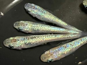 【無無乱メダカ】現物出品。実はとっても綺麗なアロエ成魚2ペア。1円スタート、送料185円（クリックポスト）。