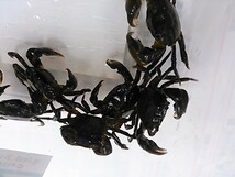 黒鯛・イシガキ鯛用　冷凍磯カニ（大）100匹セット_画像2