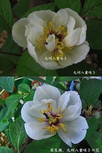 ♪山野草:：ヤマシャクヤク、山芍薬 『九州八重咲き　実生4年生』♪