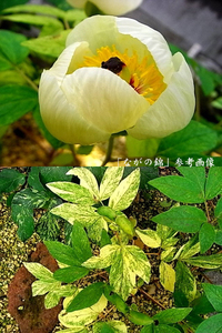 ♪山野草:：斑入りヤマシャクヤク、山芍薬 『銘品・ながの錦　（斑抜け）　実生5年生』♪