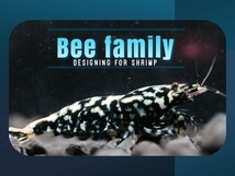 【BG雌入りトリオ】ブラックギャラクシー雌含む合計３匹★fan-shrimp血統★Size1.6～1.8㎝／おまかせセレクト／同梱無料《Bee Family》_画像3