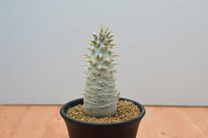 【稲穂園芸店】No.10 Pachypodium horombense パキポディウム ホロンベンセ