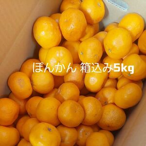 ポンカン 箱込み約5kg 家庭用