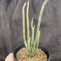 ★サボテン・多肉植物★883★ ユーフォルビア・アンティシフィリティカ (Euphorbia antisyphilitica)★_画像5