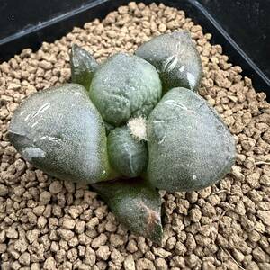 ★サボテン・多肉植物★875★アリオカルプス　大疣連山　実生　Ariocarpus　fissuratus　v.latus★seedling