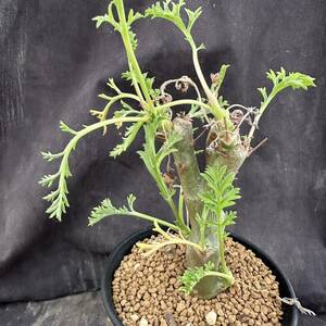 ★サボテン・多肉植物★832★ ぺラルゴニウム・カルノーサム　Pelargonium carnosum★塊根植物 コーデックス 