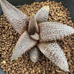 ★サボテン・多肉植物★858★ハオルシア (コエルマニオルム×生涯)×コエルマニオルム 実生　Haworthia　koelmaniorum hyb.★ハオルチア 