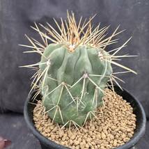 ★サボテン・多肉植物★881★Copiapoa haseltoniana V. gigantea　コピアポア　ギガンティア　　実生★seedling_画像6