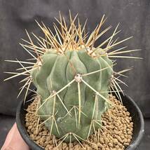 ★サボテン・多肉植物★881★Copiapoa haseltoniana V. gigantea　コピアポア　ギガンティア　　実生★seedling_画像7