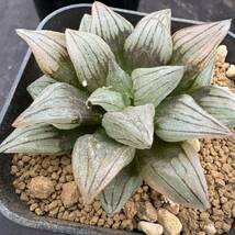 ★サボテン・多肉植物★814★ハオルシア アトロフスカミュータント 　Haworthia atrofusca mutant★ハオルチア _画像3