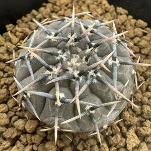 ★サボテン・多肉植物★830 ★ギムノカリキュウム　黒刺鳳頭　実生　Gymnocalycium　bodenbenderianum　v.　nigrispinus　★seedling