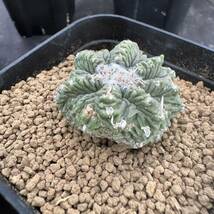 ★サボテン・多肉植物★833★ Aztekium ritteri-アズテキウム・リッテリ　花籠　カキコ　自根　★_画像3