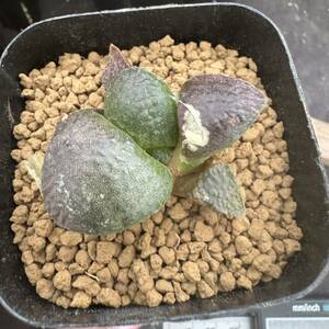 ★サボテン・多肉植物★837★アリオカルプス　大疣連山　実生　Ariocarpus　fissuratus　v.latus★seedling