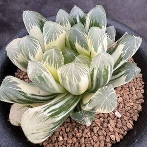 ★サボテン・多肉植物★848★ハオルシア オブツーサ錦　糊斑　Haworthia　obtusa(dielsiana ) varieg ★ハオルチア 