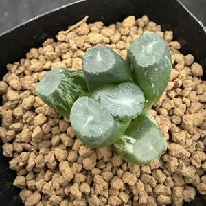 ★サボテン・多肉植物★886★ハオルシア 万象錦　　Haworthia maughanii varieg.★ハオルチア 