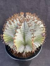 ★サボテン・多肉植物★904 ★ユーホルビア ホリダ　白肌　♀　Euphorbia Horrida★_画像2